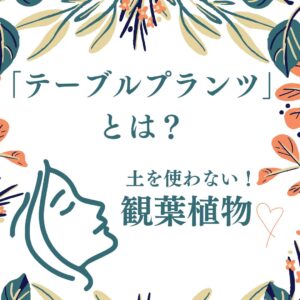 「テーブルプランツ」とは？土を使わない観葉植物