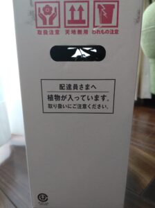 テーブルプランツとは？土を使わない観葉植物