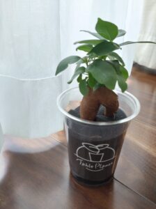 テーブルプランツとは？土を使わない観葉植物