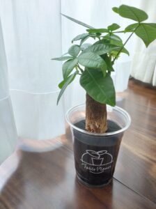 テーブルプランツとは？土を使わない観葉植物