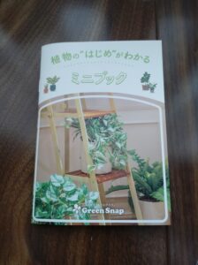 テーブルプランツとは？土を使わない観葉植物